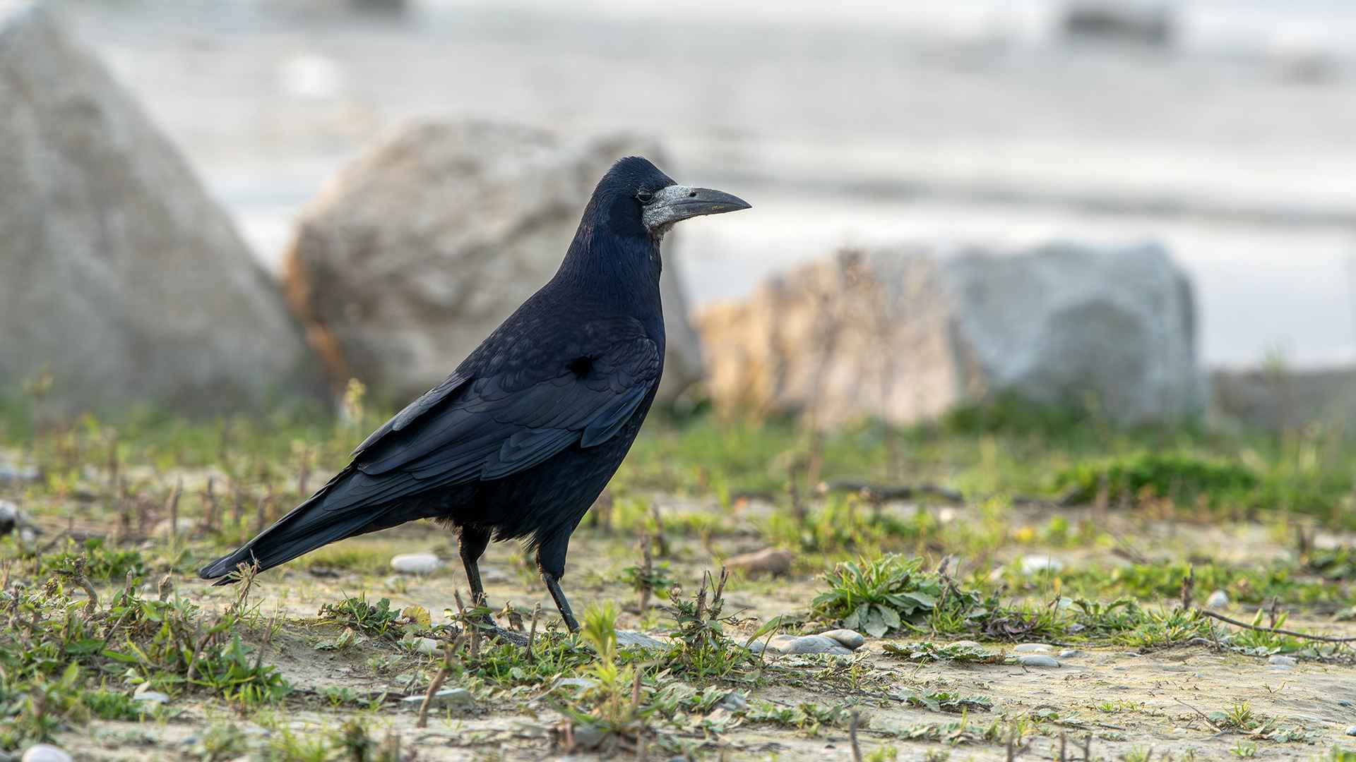 Rook